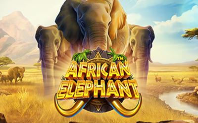 African Elephant